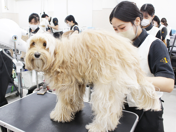 お客様の愛犬をトリミング！